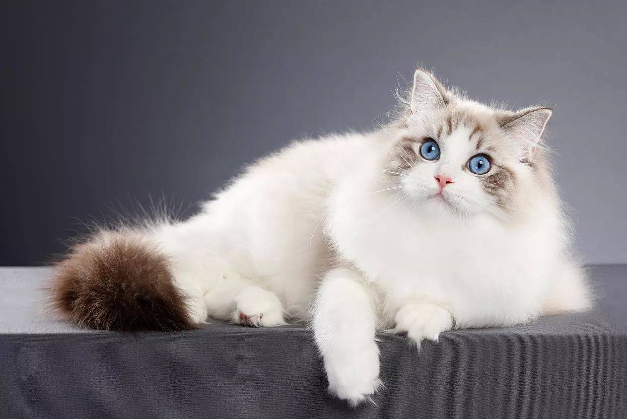 猫咪忠心排行榜，看看你家猫上榜没