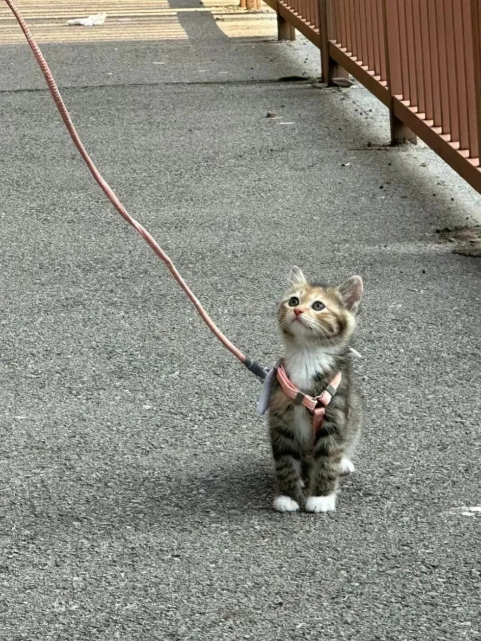 猫到底能不能溜啊！！！
感觉猫咪胆子又大又小的
你们是这么遛猫的呀！
看看你们的