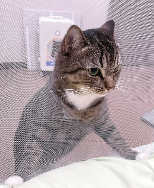猫咪都这么无孔不入吗？

根本防不住，家里蚊帐都给它拱穿了！