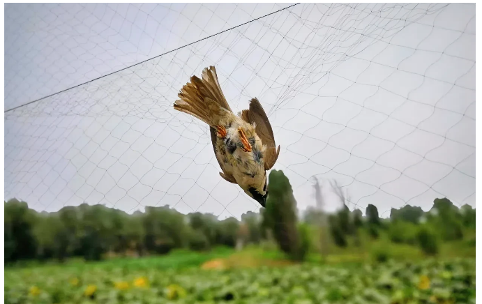 湖北，一农民发现田里稻谷，一直有鸟来啄食，便在田里装上丝网，岂料，民警发现网上有