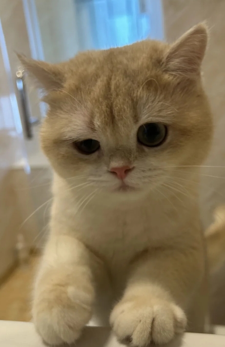 一觉醒来小猫跑酷把眼睛摔肿了，左边眼睛只睁得开一半，真的又可怜又想笑！

