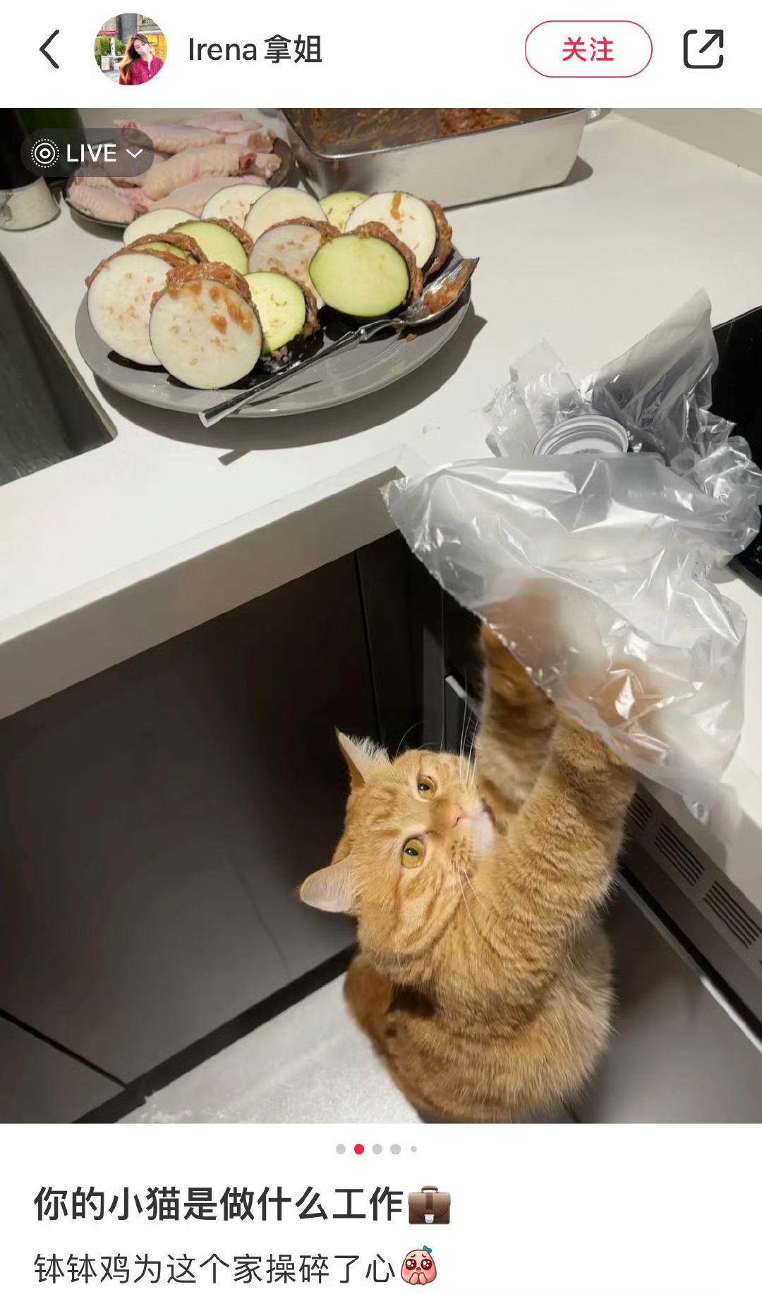 每家的小猫都有不同工作