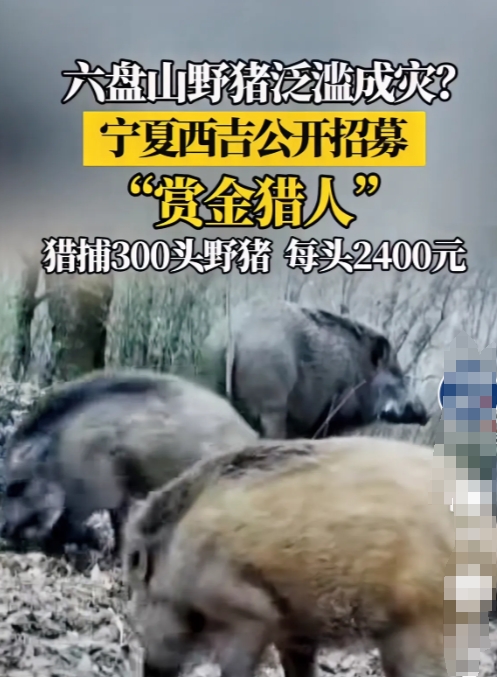 国庆长假还不知道去哪的，就来宁夏西吉县吧，这里可以打野猪，而且猎捕一头40公斤以