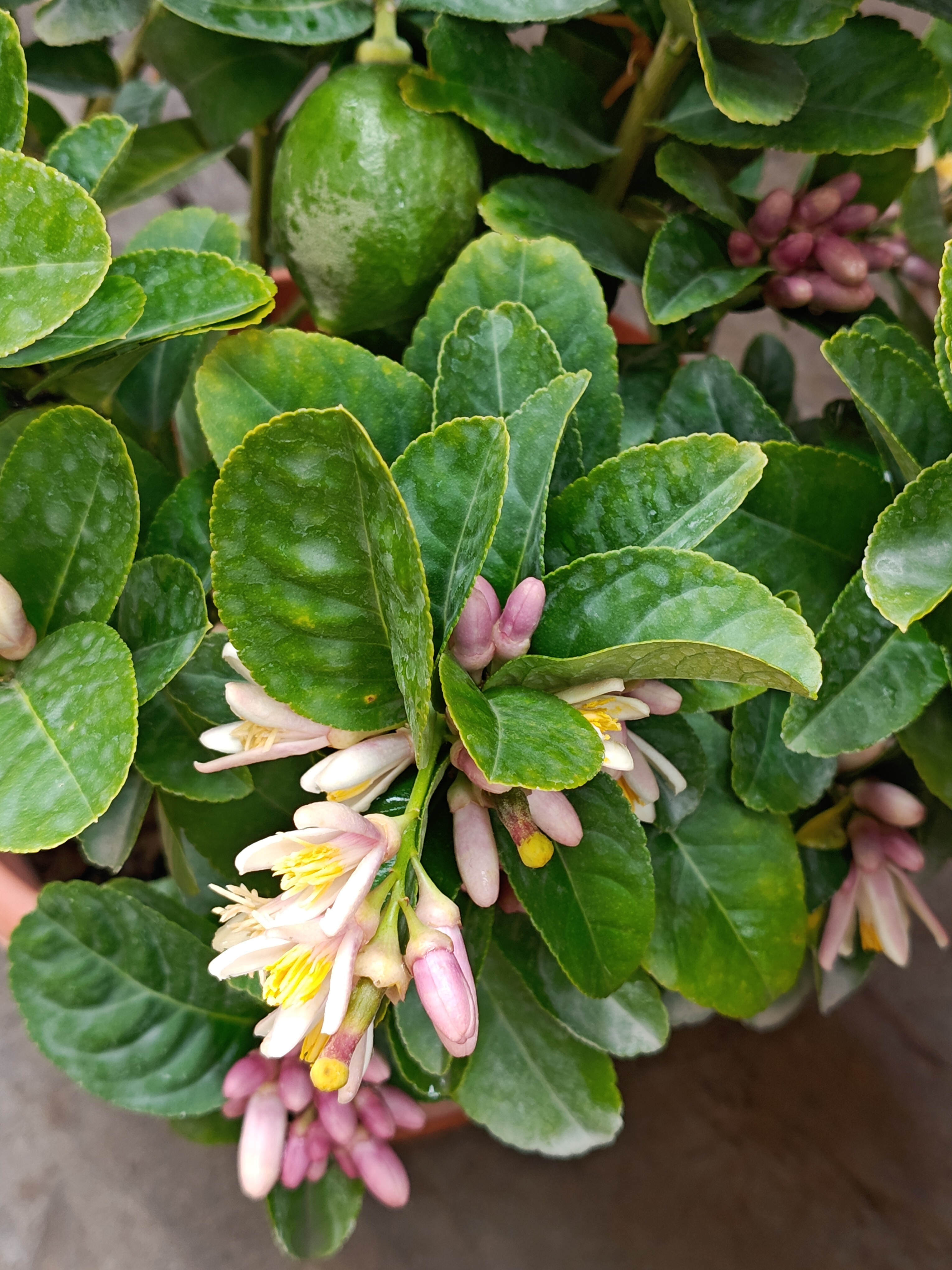 二月，柠檬盆栽，花蕾，盛花，青果共存。这种柠檬现在很便宜易得，如果种的话，目的就