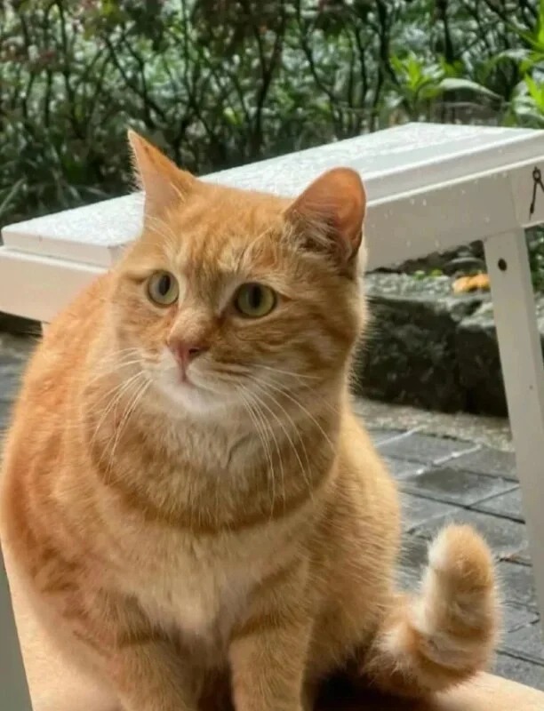 好奇大家的橘猫都叫什么名字
是不是都叫橘子，橙子，蛋黄，蛋仔，小黄，有没有别致一