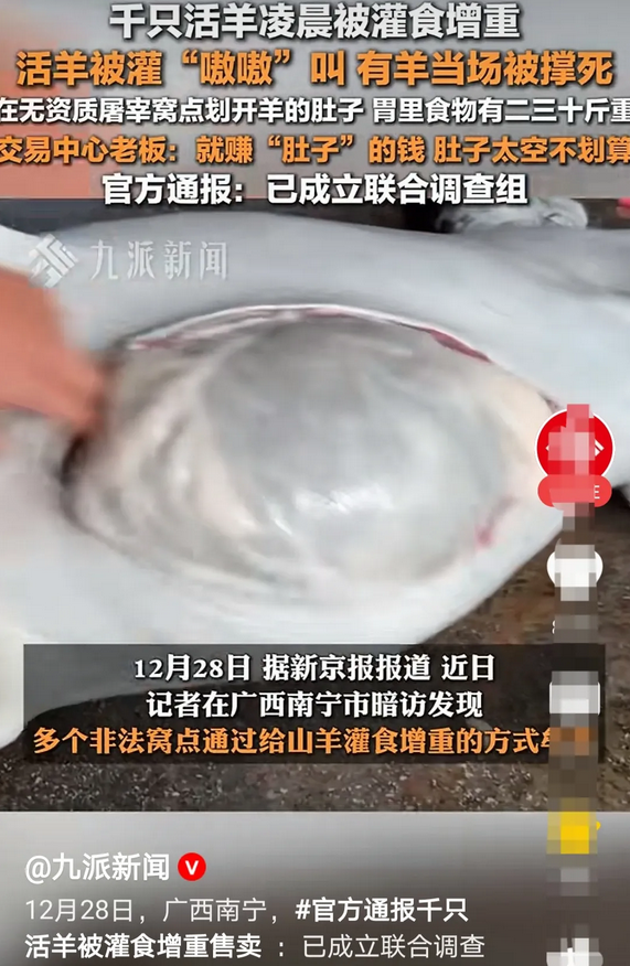 要被罚1亿元？广西南宁暗访发现千只“填草羊”，就是在羊宰杀前疯狂向羊的胃里填充草