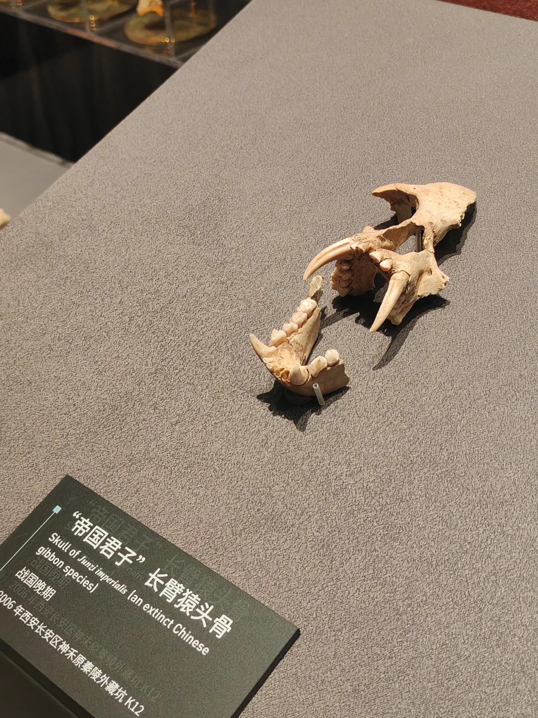秦始皇他奶奶的动物园。。
神禾塬珍禽异兽陪葬坑，都是活体填埋，估计是老太太的动物