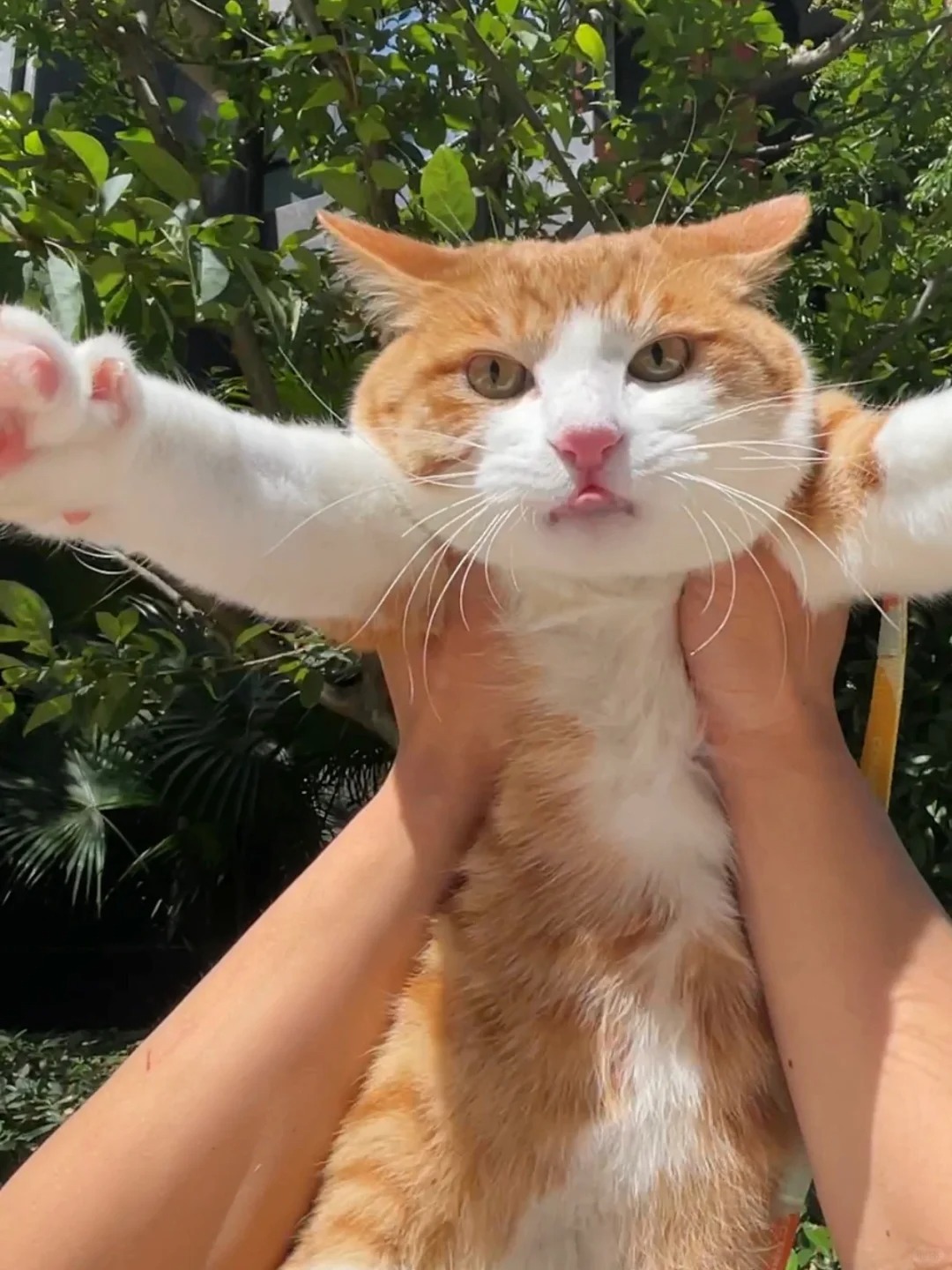 看面相就是性格很好的样子～
我家猫常常有人说长得就一副大学生的感觉哈哈哈哈
大学