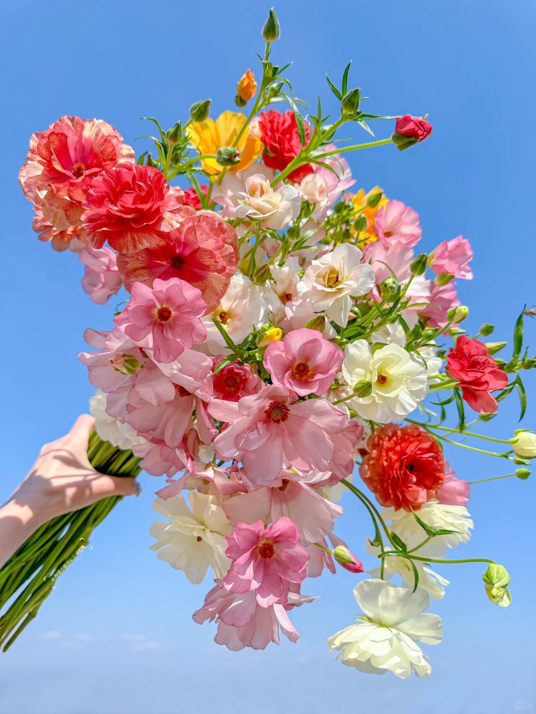 都说这张好看
那我就要再发一下