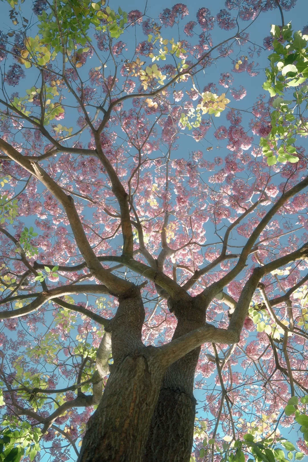 早春不过一棵树
冬日里的粉色海洋