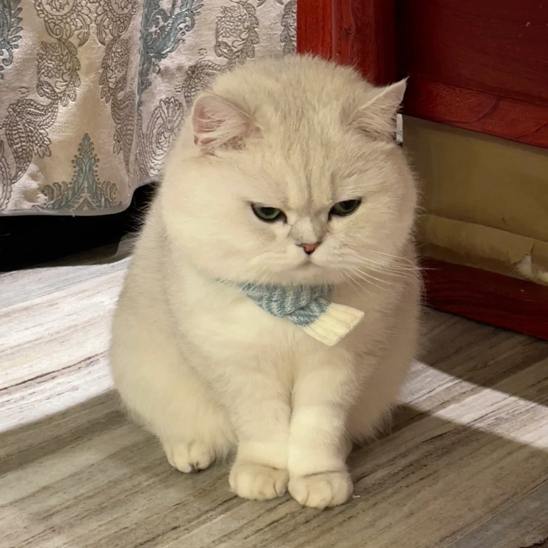 让它去洗脚再上床就不乐意了！
有脚臭的小猫咪洗脚再上床不是应该的嘛