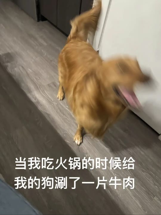 吃火锅的时候给狗涮了一片牛肉