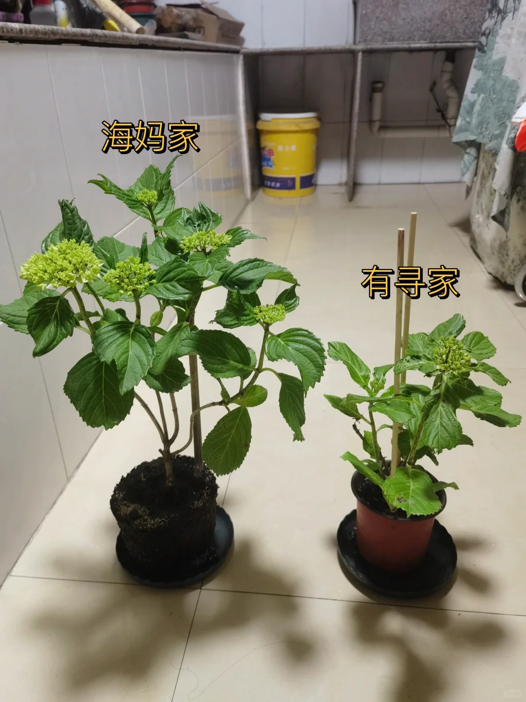 避雷有寻绣球
同时入了海妈和有寻花手鞠
海妈家15rmb，有寻9.9rmb
这9