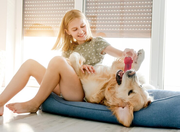 金毛寻回犬是全球最受欢迎的犬种之一，以其友好、聪明和易于训练的特性广受宠爱。然而