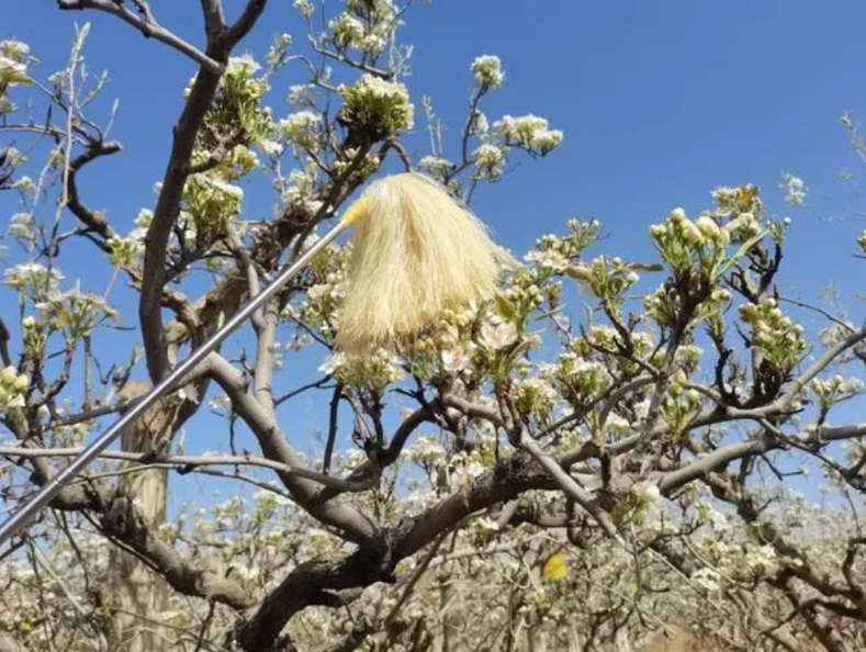 江苏，男子承包178多亩土地，掏空全部积蓄栽种梨树，需5年生长周期才能有
收益。
