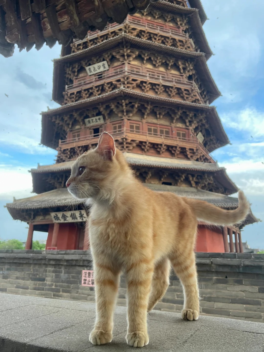 应县木塔，你以为就是去看个塔吗？
小猫咪伴游才是应县木塔正确的打开方式。
下次去