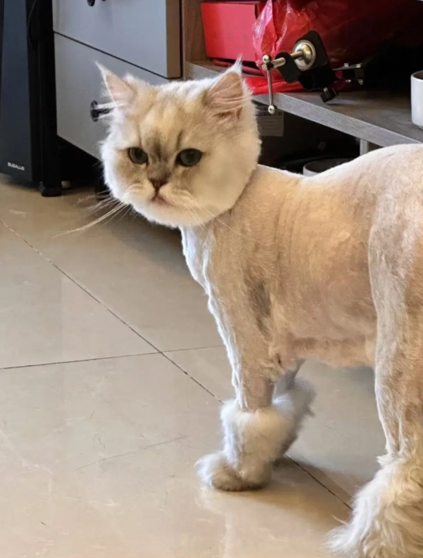 不小心给猫咪剪了个 “时尚灾难”