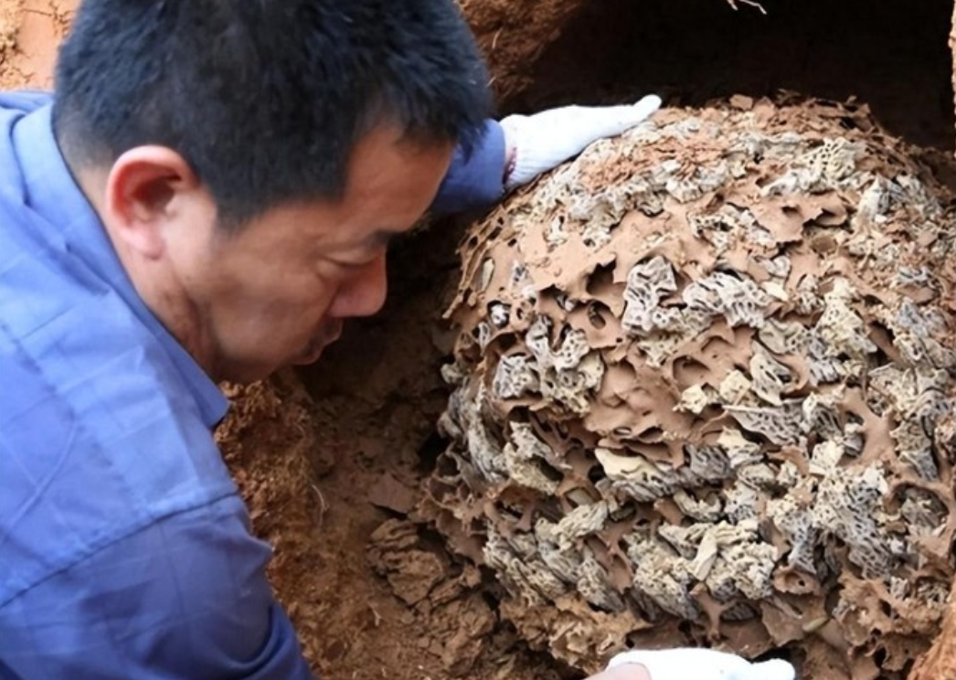 浙江一大坝挖出百万白蚁，三只蚁后生长超10年，能啃穿钢筋水泥？

一、谁说小蚂蚁