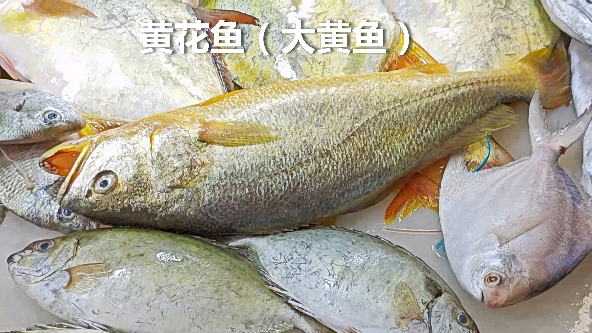 大鱼遂溪：黄花鱼留给江浙人吃吧。

十二、大规格黄花鱼（大黄鱼）都是养殖的。湛江