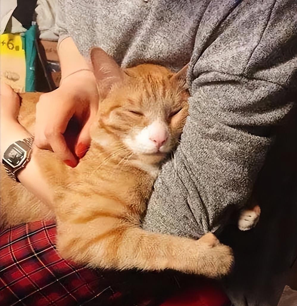 猫咪爱睡你怀里，原来是这些原因，你知道吗？