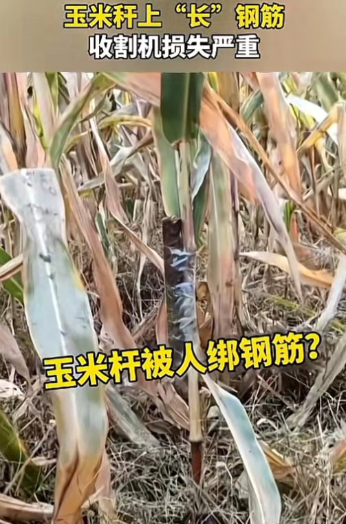 “到底动了谁的蛋糕？”山东德州，男子承包了1500亩玉米地，收割时请了两台收割机