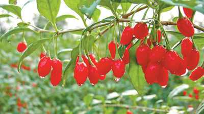 宁夏中宁推动盐碱地综合改造利用，发展特色农业—— 白银滩 枸杞红