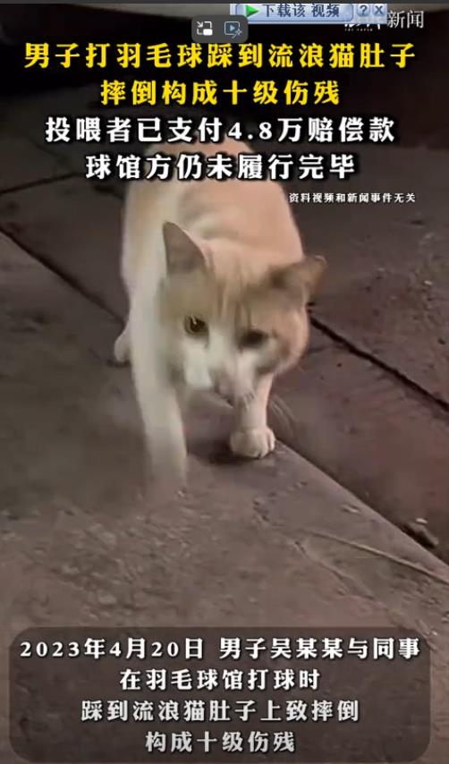 上海，一男子在球馆打羽毛球，踩到流浪猫肚子摔倒构成十级伤残，男子将投喂者及球馆告