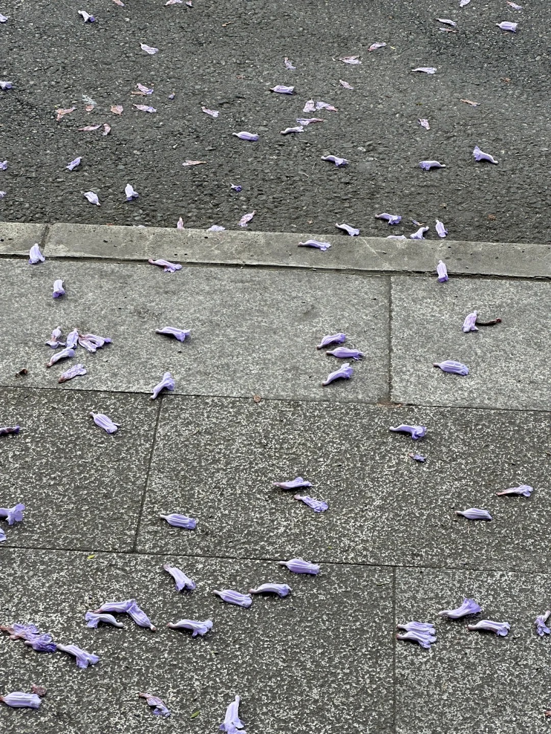成都铺满蓝花楹的锦江边