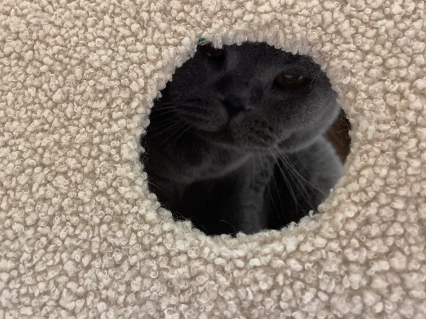 原来小猫咪有他们自己的生死观
猫咪教会了我，其实他们不像人类一样在意强行续命。他