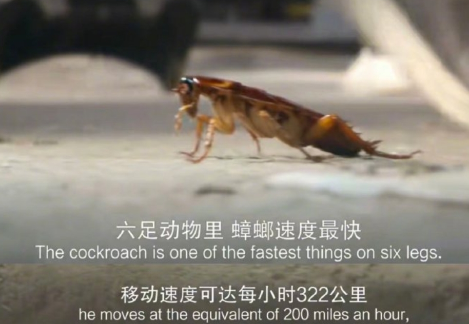 买不到高铁票的可以骑蟑螂 ​​​