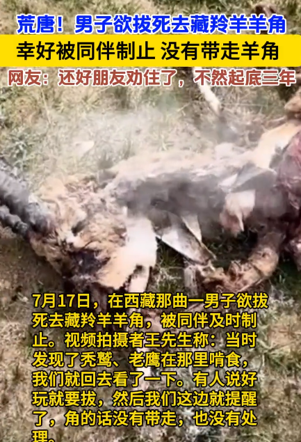 西藏那曲，男子和朋友发现了一只死去的藏羚羊，顿时玩心大起，就想把羊角掰下来，朋友