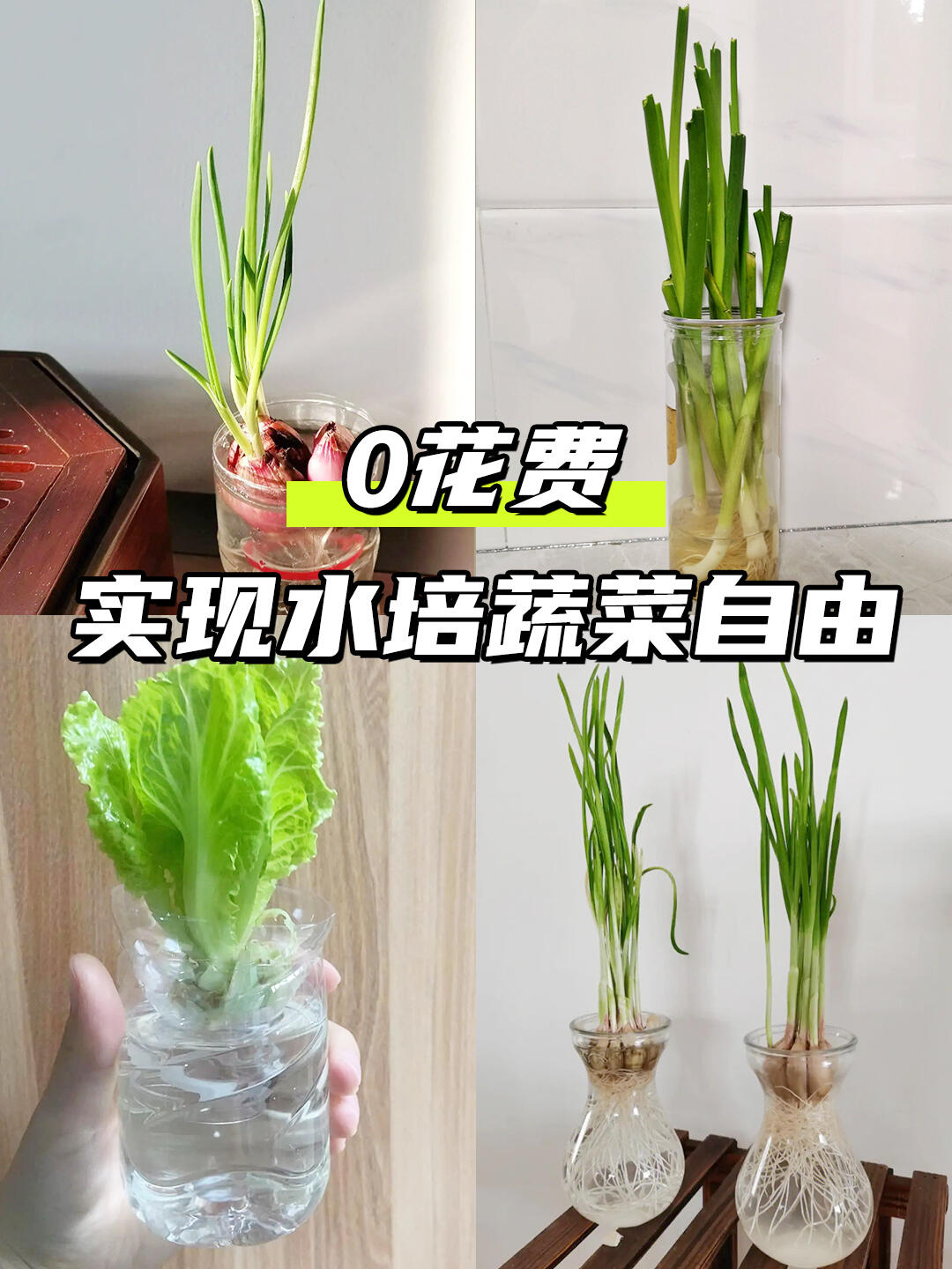 0花费，实现水培蔬菜自由！
可可爱爱的水培蔬菜解锁✔️
全部都只用水就可以种！好