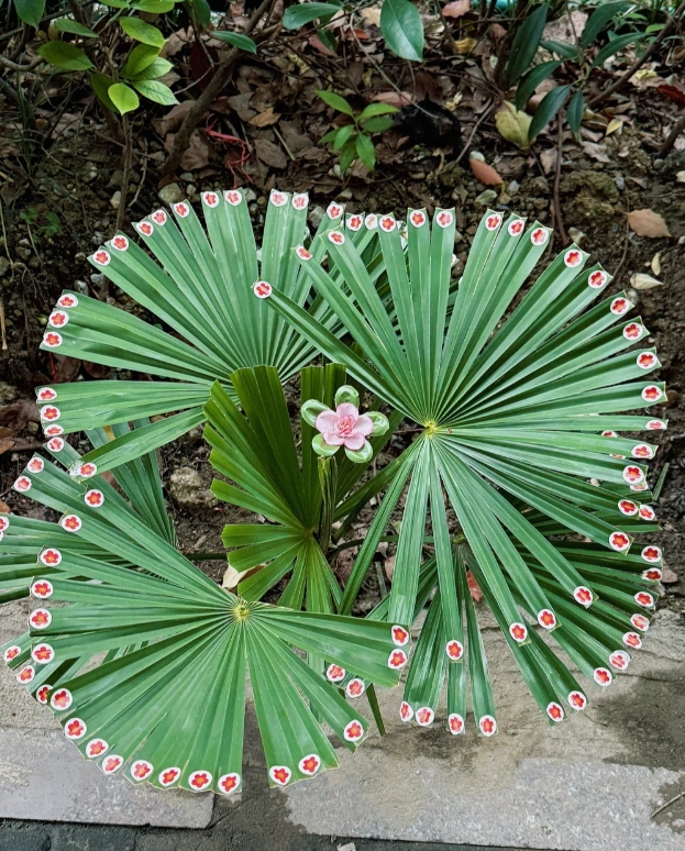 这是一颗绿化带！从旁边路过以为是一株假花，定睛一看叶子上都贴的是贴画，是哪个小朋