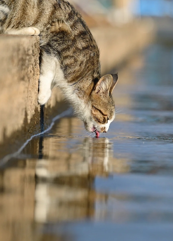 沉浸式喝水的狸花猫