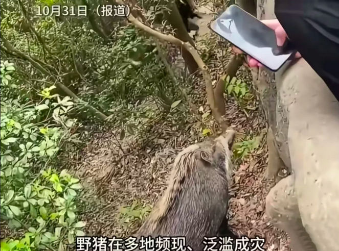放开吃野猪肉？
什么问题泛滥，敌不过一句，可以尝尝。
然后很多动植物灭绝，或者濒