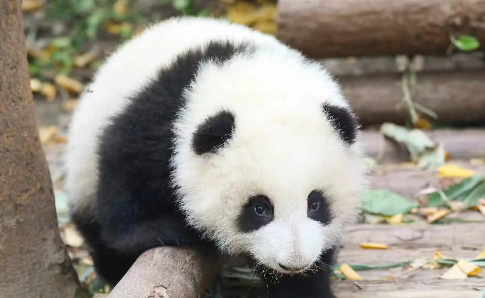 载入史册的美
你能不爱她？夺人眼球一眼万年