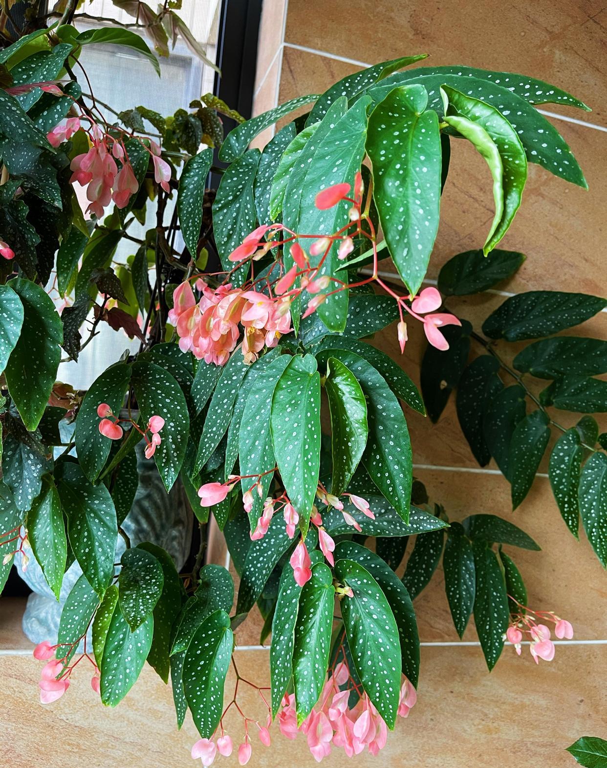 


家人们，阳台花园中的粉花竹节秋海棠又开花了
早些时候才刚开完一波花，紧接着