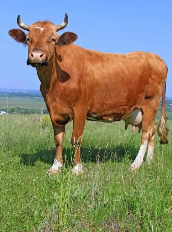 “搬起石头砸自己的脚！”2023年1月，武汉江夏，一老汉将自家母牛送到一男子家中