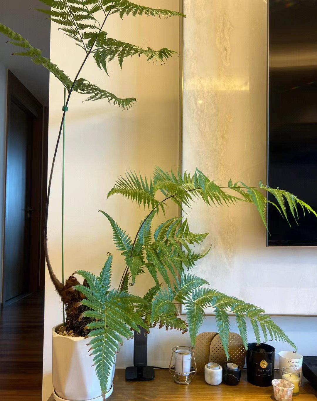 纠结室内能养什么植物，有的太普通，有的特别难养活！
而这一种花，
有着发着油光的