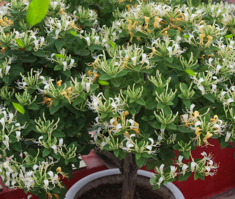 金银花不用买，掐根枝条就能扦插