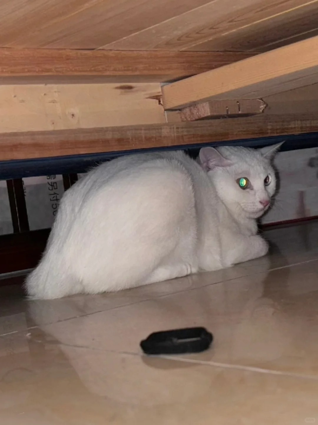 早上起来发现一只流浪猫窝在床上我懵了
早上妈妈打开弟弟的房间（弟弟不住家里）然后