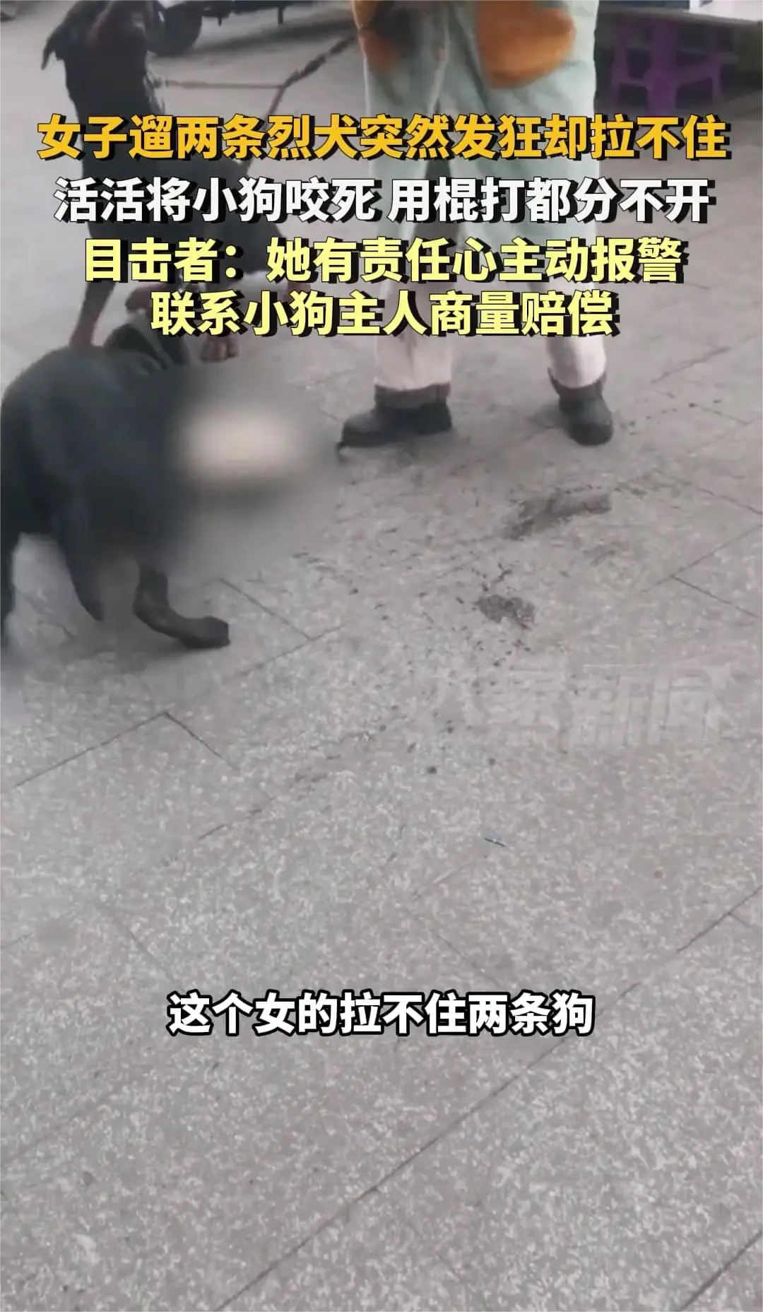 这种小型犬特别喜欢挑衅，被咬了很正常
