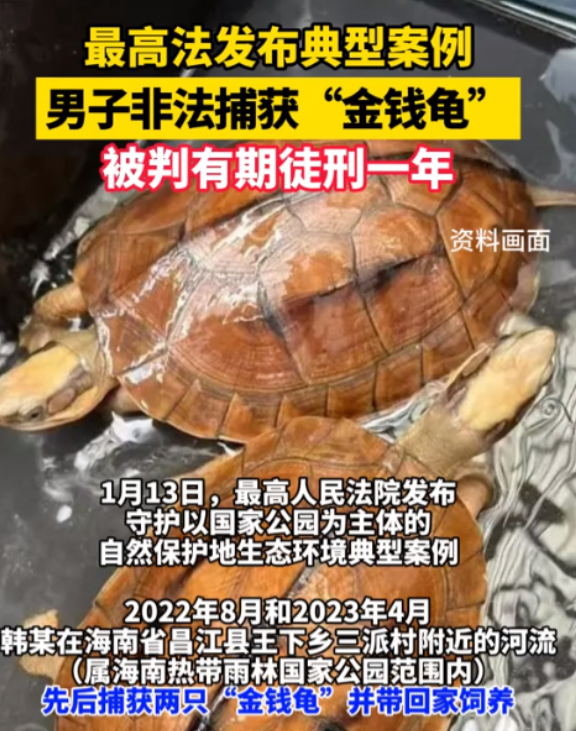 海南，一男子饭后在河边散步时，遇到了两只壳上布满纹路的金钱龟，出于喜欢就直接带回