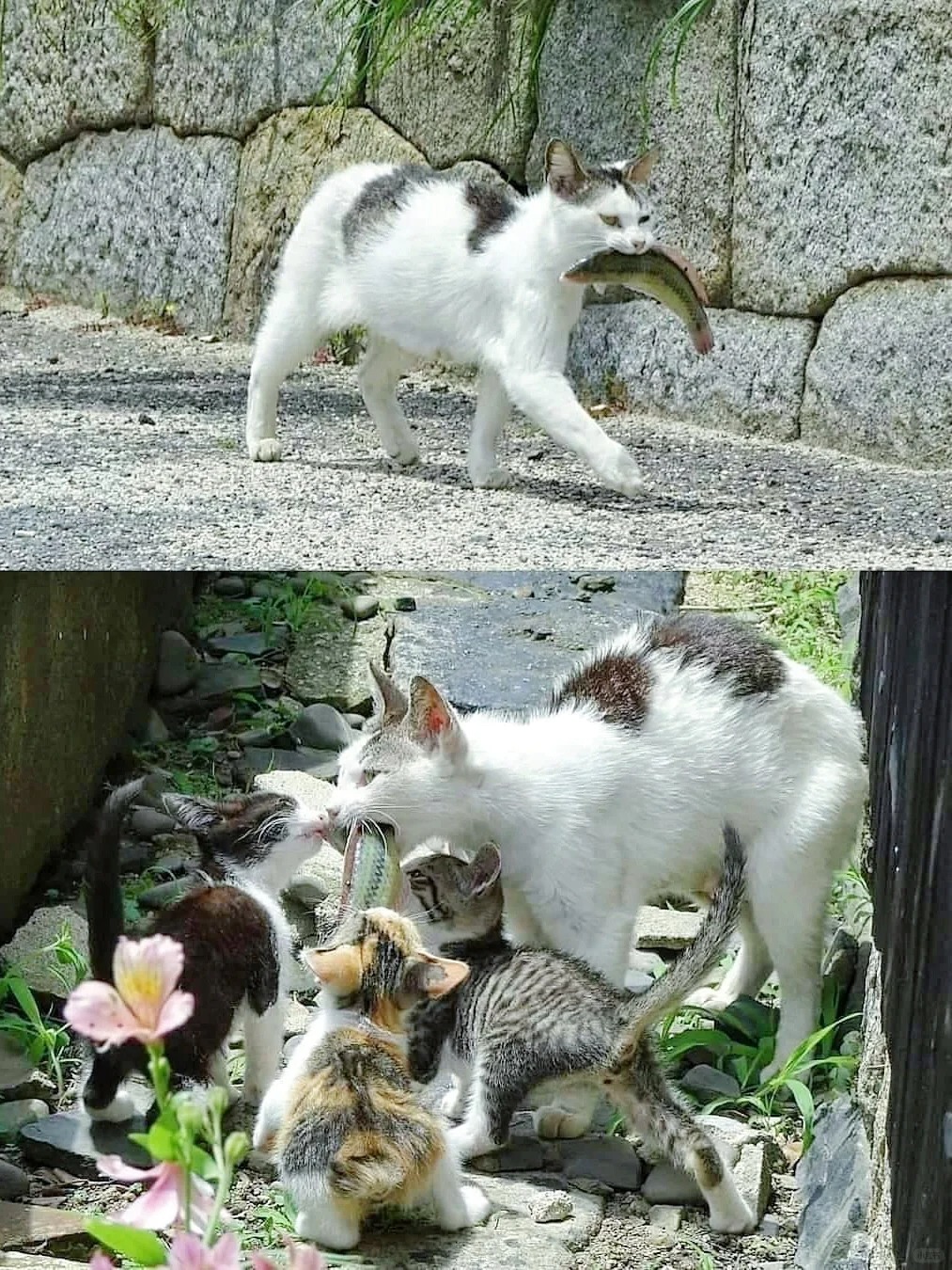 母爱真是太伟大了