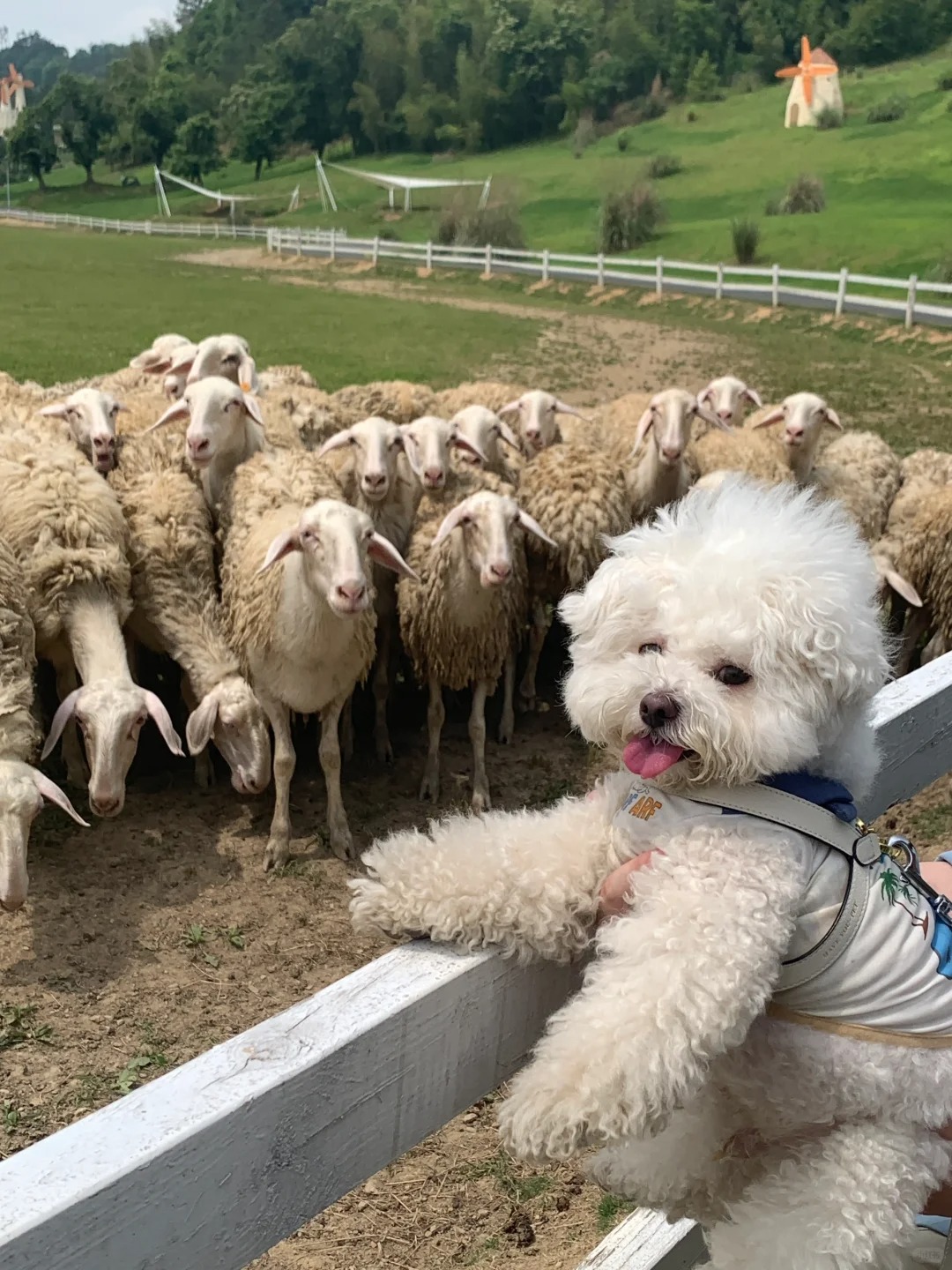 Go Farm🧑‍🌾🐑🧺
农场🐶下地考察的一天！小狗超开心！
人类请做