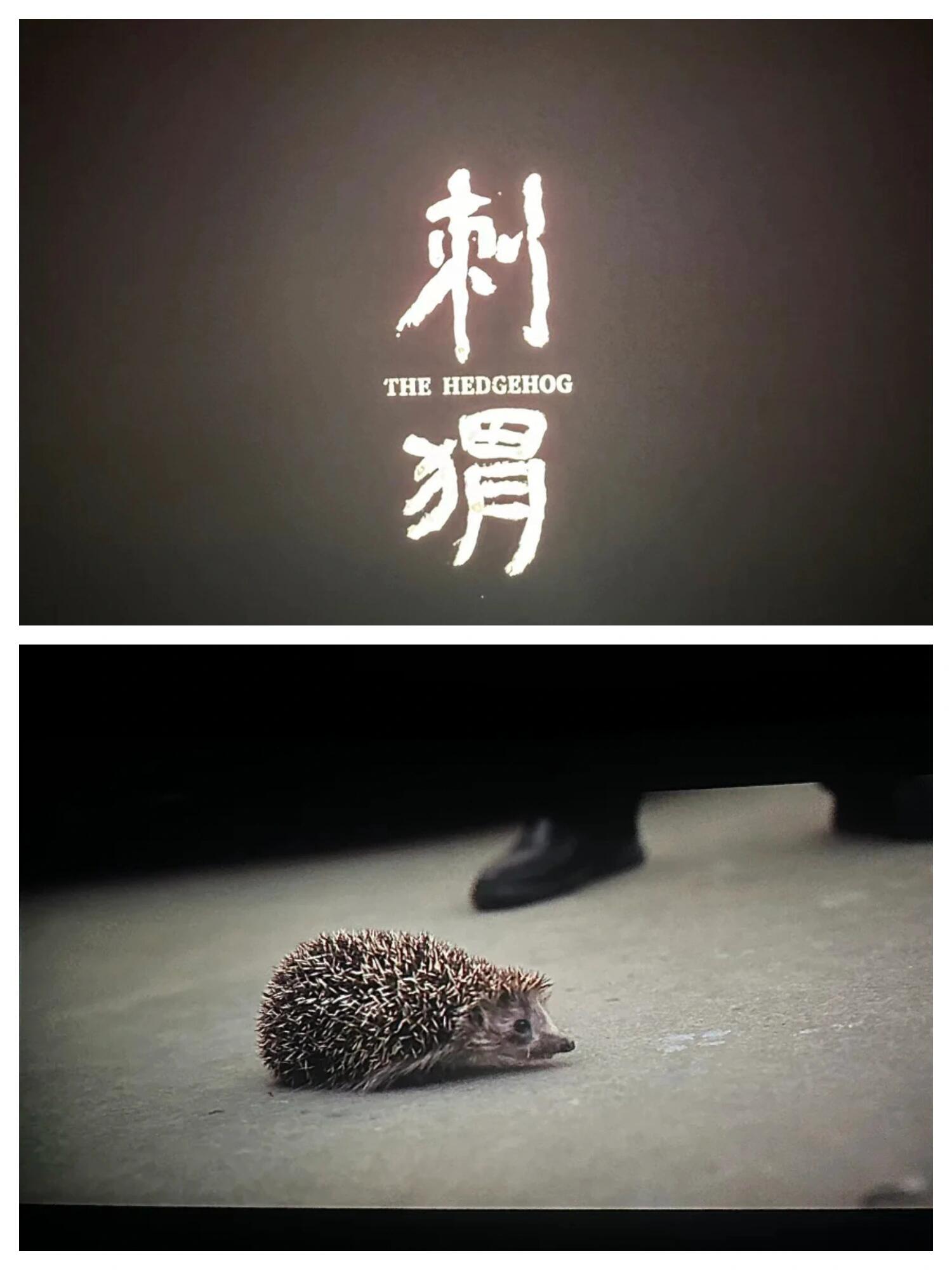 你真的明白刺猬结尾那句被卡住的含义吗