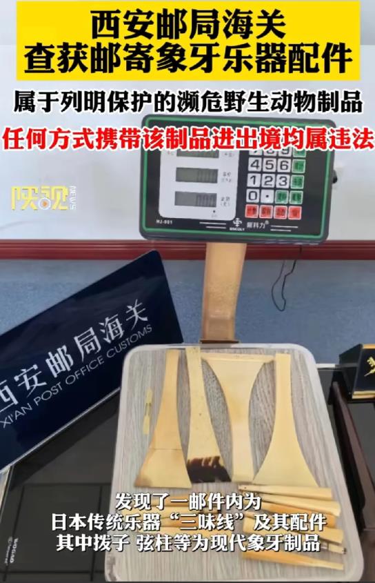西安邮局海关，在检查日本乐器上，真是火眼金睛！刚查获日本檀木三弦琴，制作木材属于