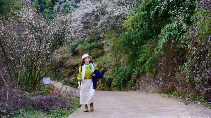 雪山下的黑虎岭 青梅花儿竞开艳