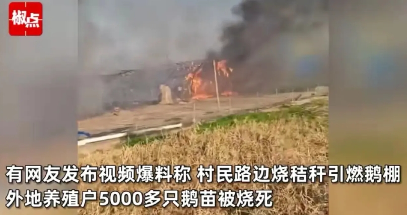 湖北孝感，胡女士在村里承包了几亩地，养了一大群鹅。不曾想，村民烧秸秆时，不小心引