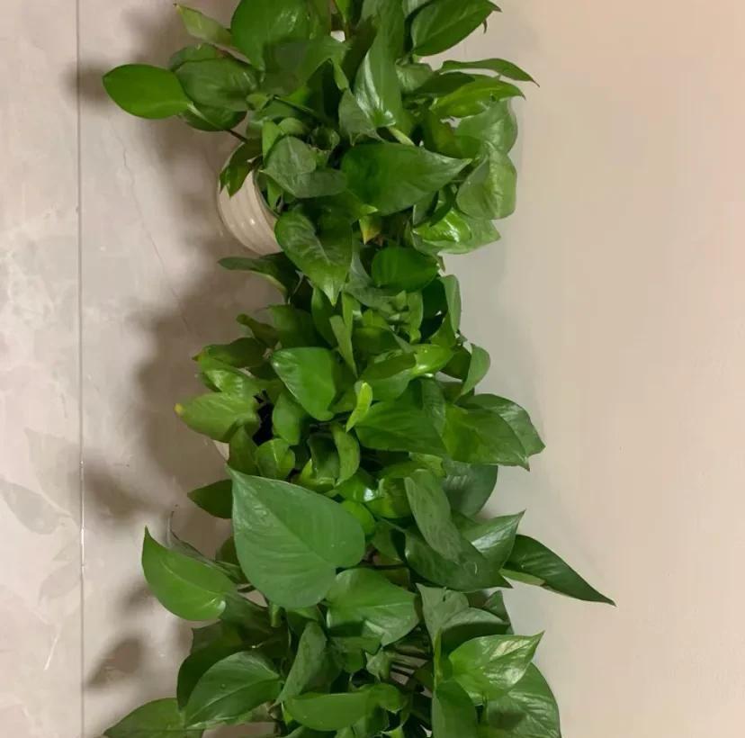 






   
给家里的绿箩浇水要注意时间，时间若是不合适不仅不会吸收水分